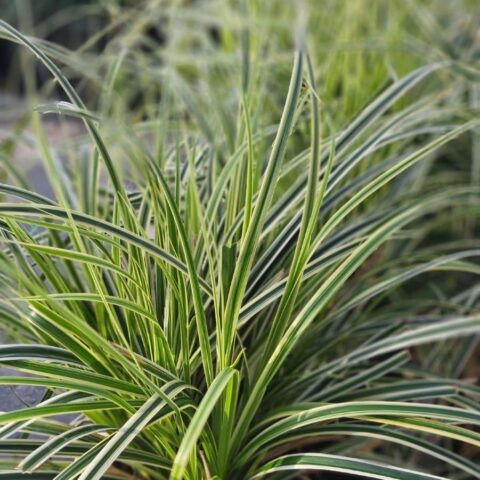 Carex oshimensis "Feather Falls"
