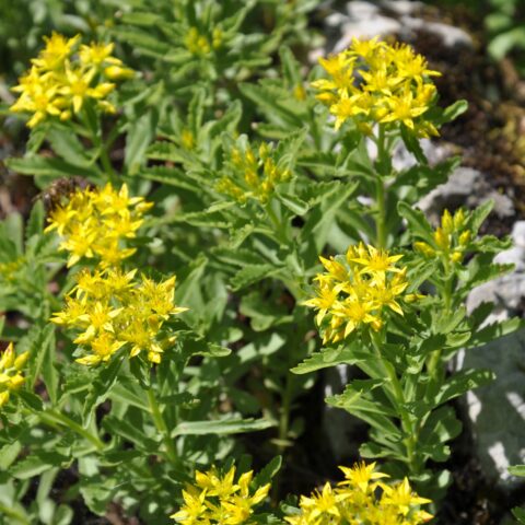 Sedum selskianum