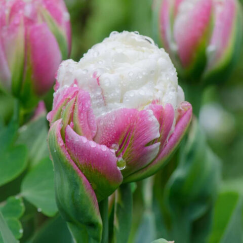 Tulipano Ice Cream - Bulbi