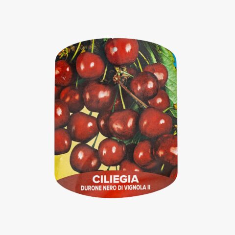 Ciliegio "Durone di Vignola II" - Tardiva