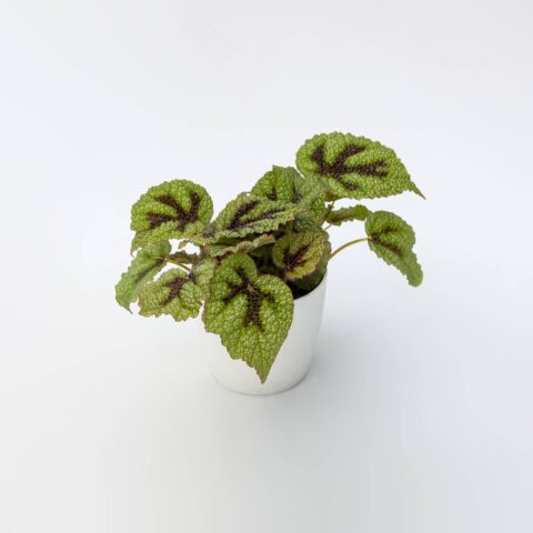Begonia masoniana "Iron Cross"