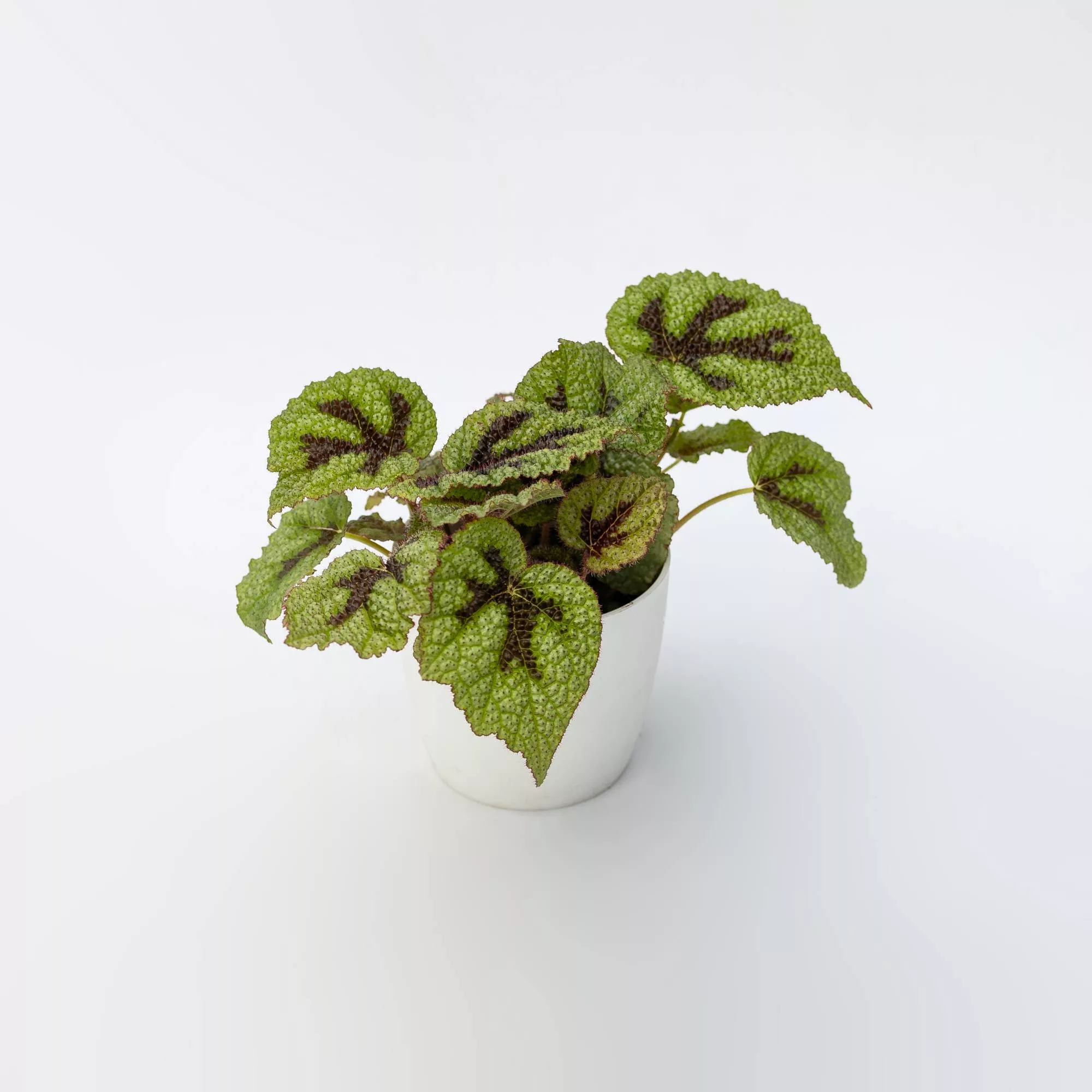 Begonia masoniana "Iron Cross"