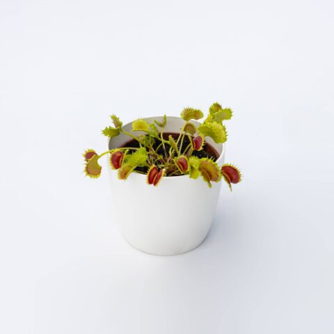 Dionaea muscipula "Matrix"