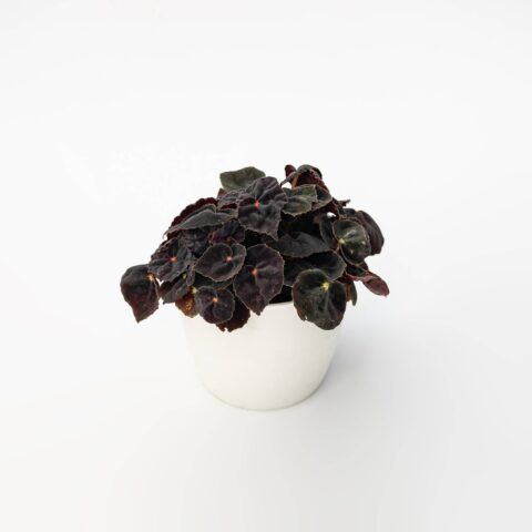 Begonia pavonina