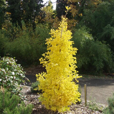 Ginkgo biloba "Blagon" (maschio NO FRUTTI)