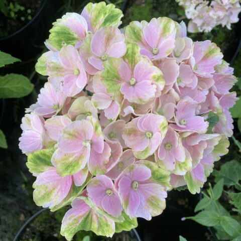 Hydrangea macrophylla "Pink Ever Belles"