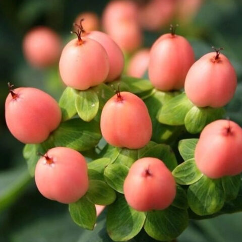 Hypericum x inodorum "Magical Innocence"
