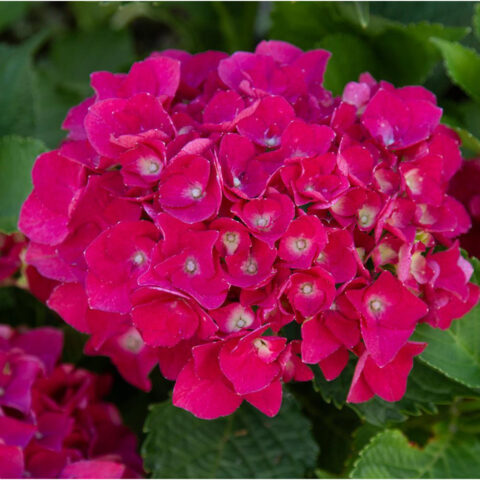 Hydrangea macrophylla "Julisa"