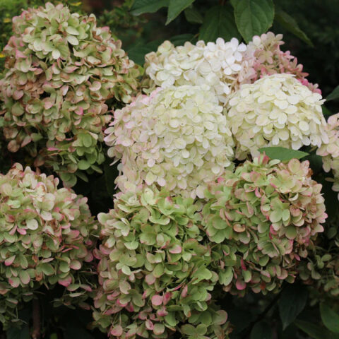 Hydrangea paniculata "Diamantino"