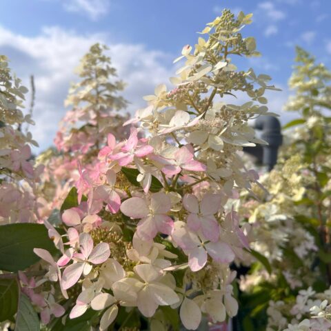 Hydrangea paniculata "Confetti"