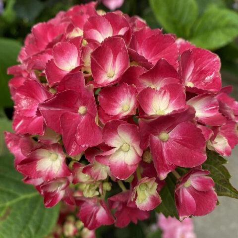 Hydrangea macrophylla "Red Ever Belles"