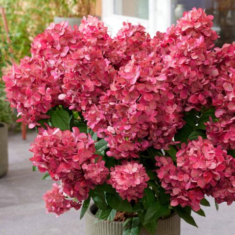 Hydrangea paniculata "Bonfire"
