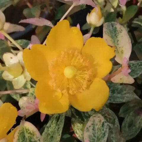 Hypericum x hidcoteense "Radiance"