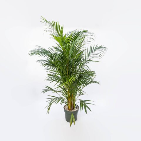 Dypsis lutescens in idrocoltura