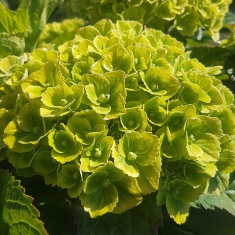 Hydrangea macrophylla "Green Ever Belles"