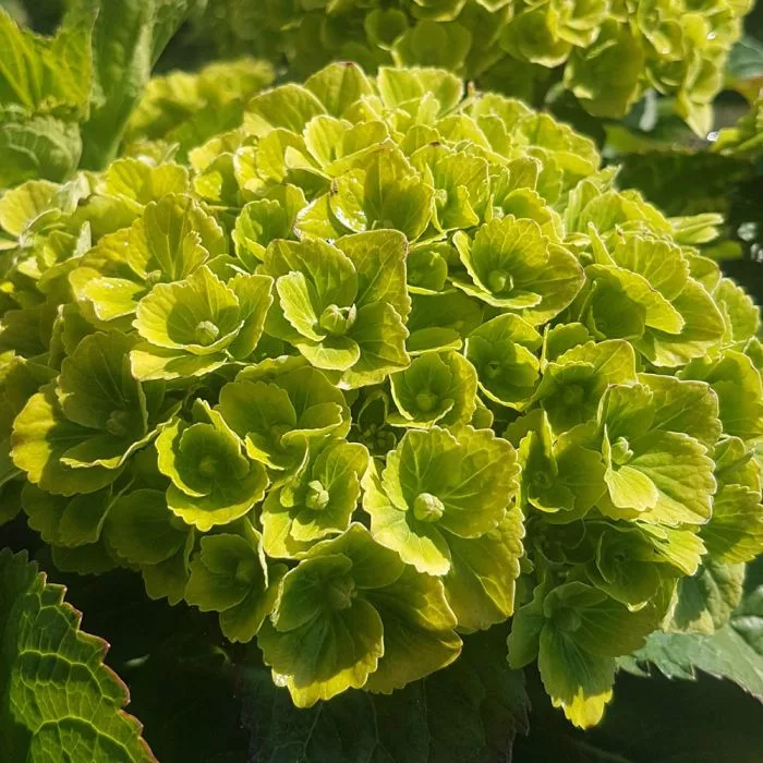 Hydrangea macrophylla "Green Ever Belles"