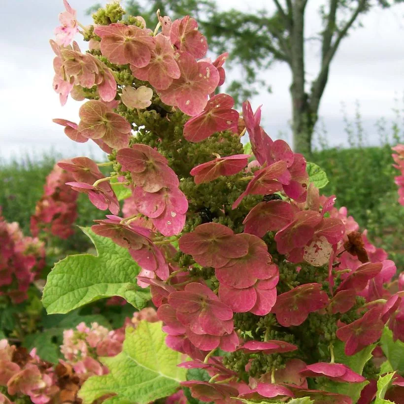 Hydrangea quercifolia "Ruby Slippers"
