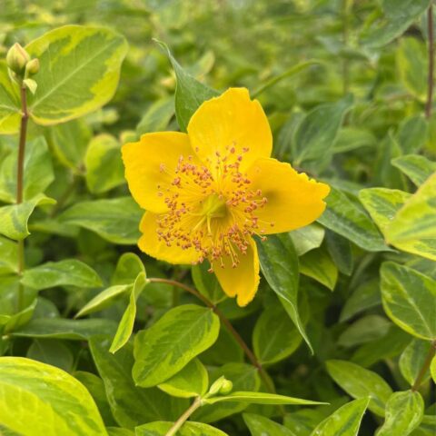 Hypericum x moserianum "Little Misstery"