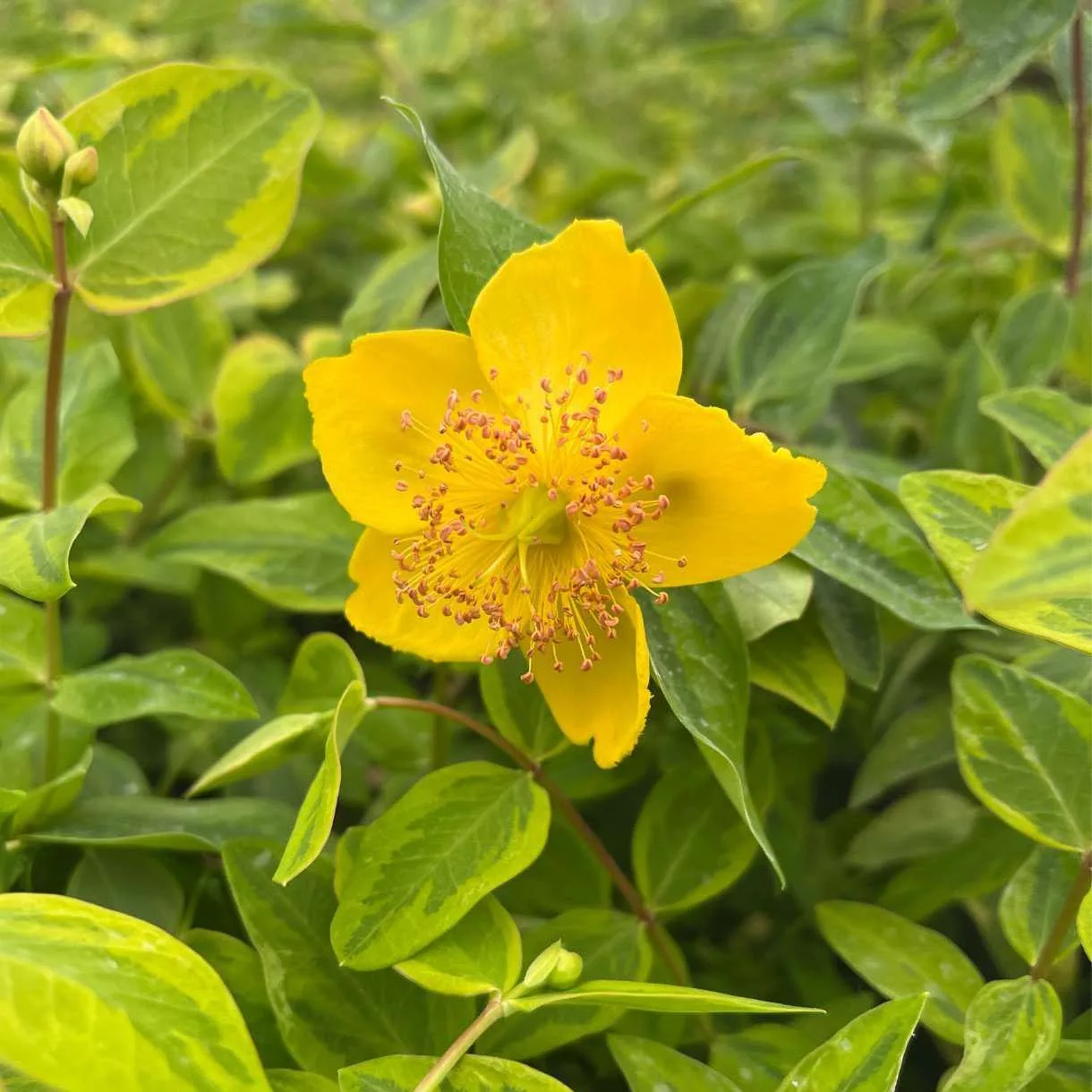 Hypericum x moserianum "Little Misstery"