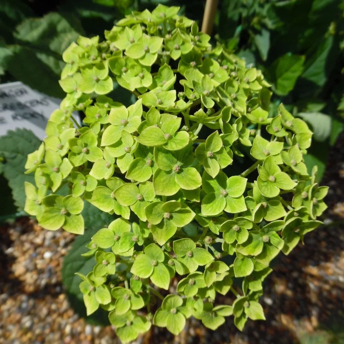 Hydrangea arborescens "Lime Rickey"