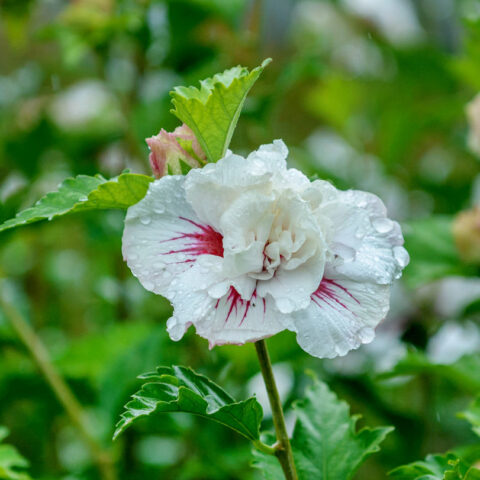 Hibiscus syriacus "Igloo"