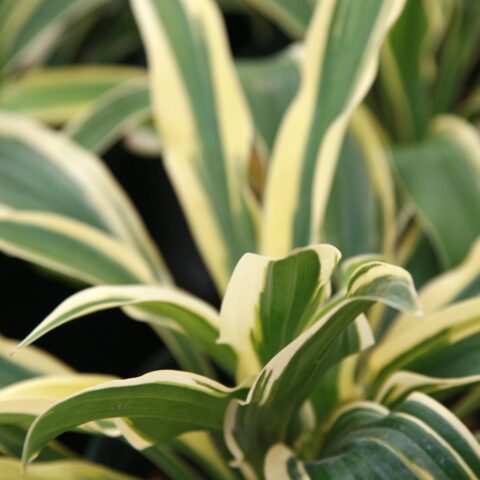 Hosta "Wolverine"