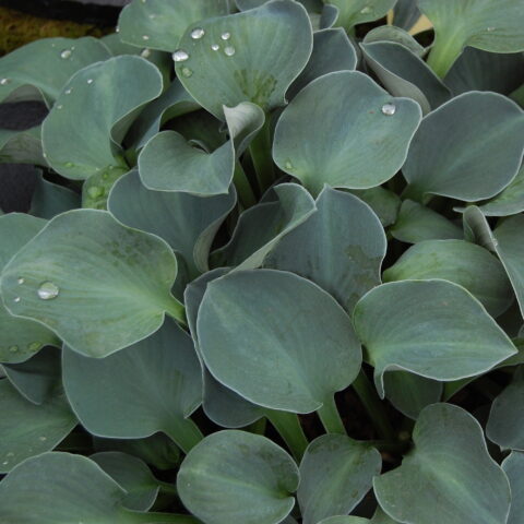 Hosta "Blue Mouse Ears"