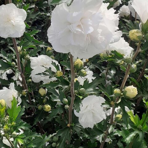 Hibiscus syriacus "French Cabaret White"