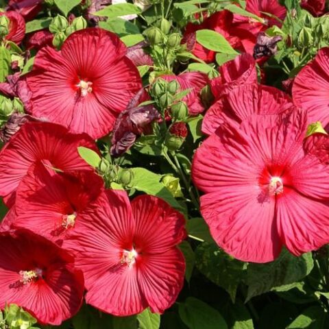 Hibiscus moscheutos "Luna F1 Red"
