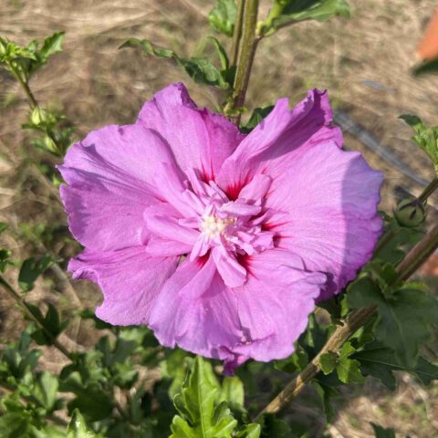 Hibiscus syriacus "Eruption"