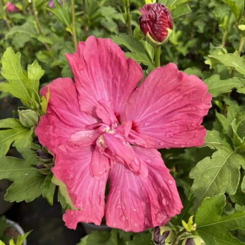 Hibiscus syriacus "Pompei"