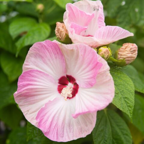 Hibiscus moscheutos "Luna F1 Pink Swirl"
