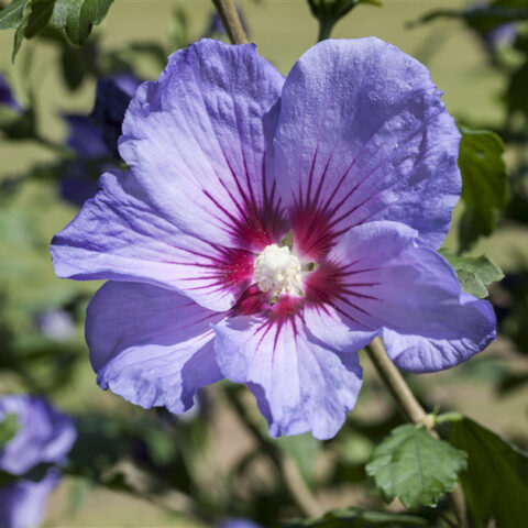 Hibiscus syriacus "First Edition Hawaii"