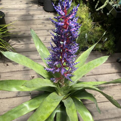 Bromelia Aechmea "Del Mar"