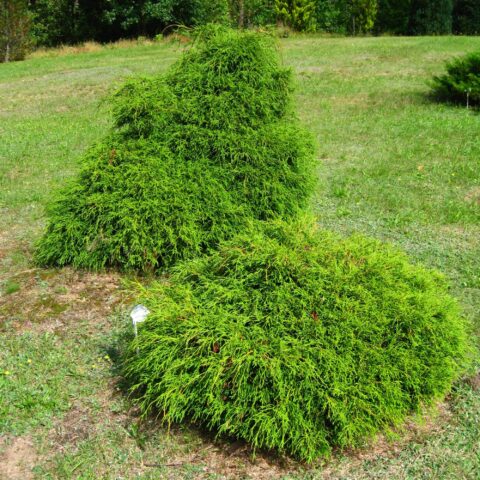 Chamaecyparis pisifera "Filifera Nana"