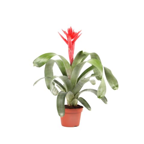 Bromelia Aechmea "Mohican"