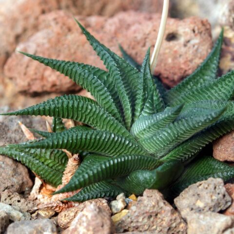 Haworthia limifolia