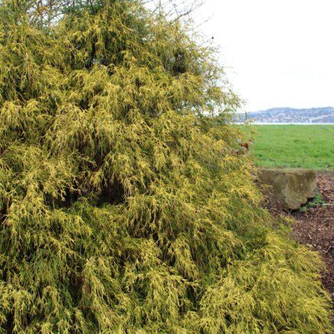 Chamaecyparis pisifera "Filifera Aurea"