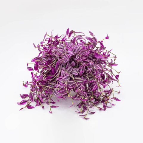 Tradescantia zebrina "Pink Paradise"