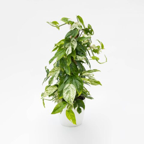 Pothos pinnatum "Marble Variegata"