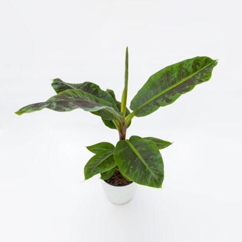 Musa acuminata "Dwarf Cavendish"