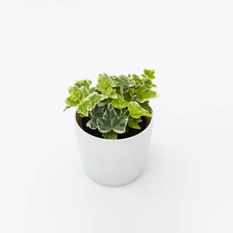 Hedera helix "White Wonder"