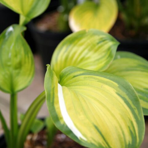 Hosta "Guacamole"