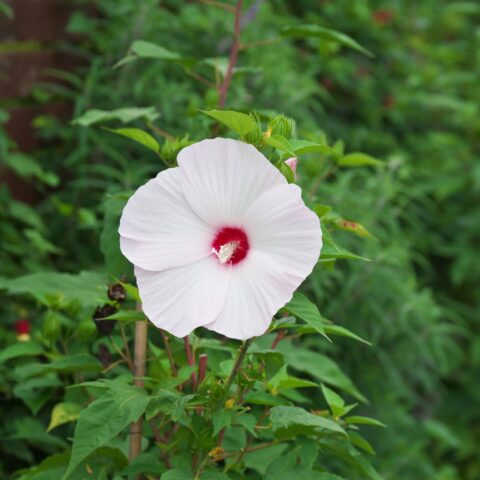 Hibiscus moscheutos "Blanc Coeur Rouge"