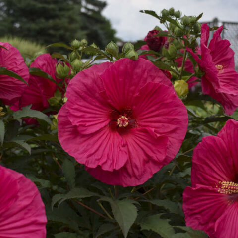 Hibiscus moscheutos "Summerific Summer in Paradise"