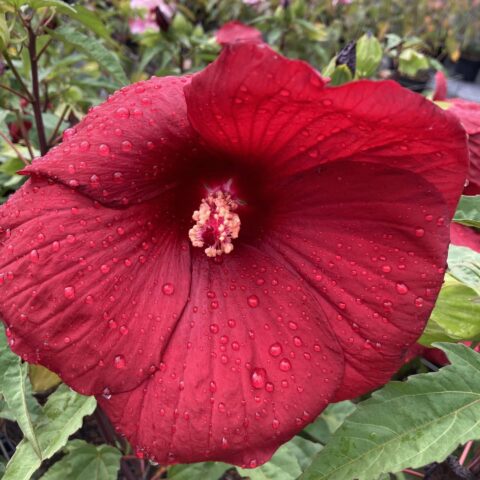 Hibiscus moscheutos "Summerific My Valentine"