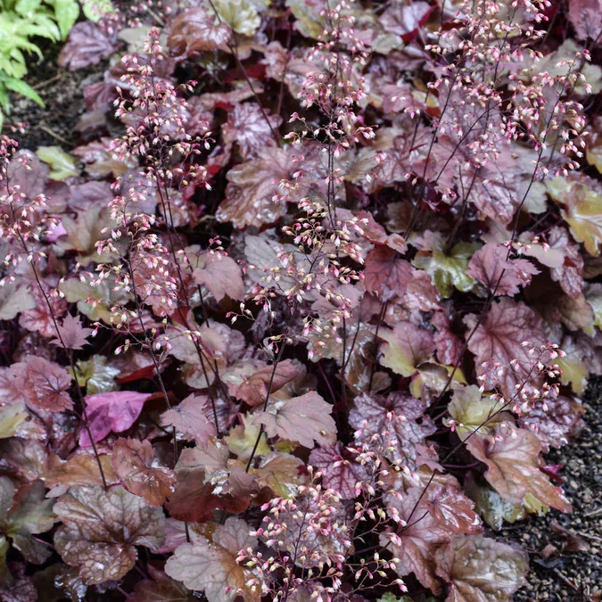 Heuchera "Carnival Burgundy Blast"