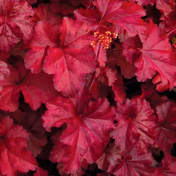 Heuchera "Carnival Fire"