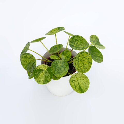 Pilea peperomioides "Mojito"