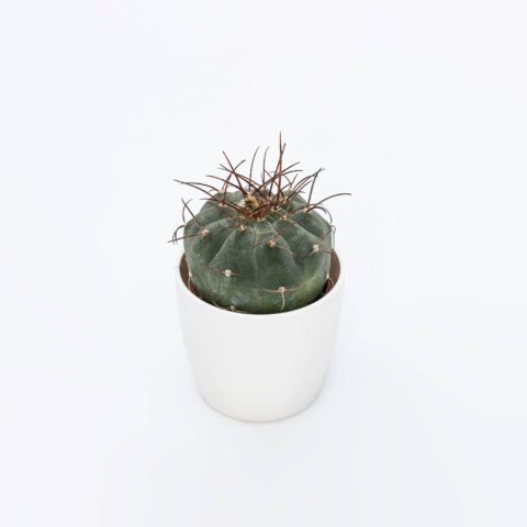 Matucana madisoniorum